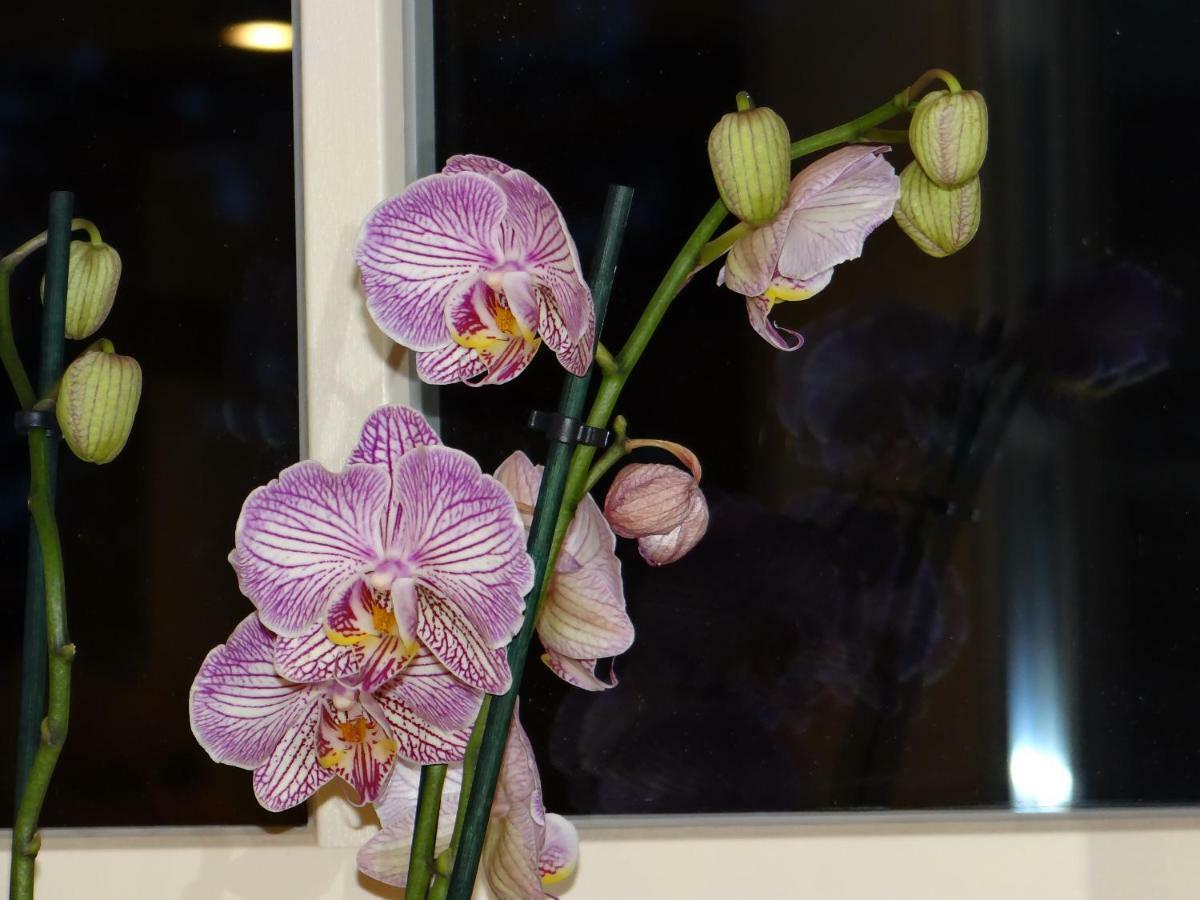 Au Cocon D'Avoine Villa Hamois ภายนอก รูปภาพ
